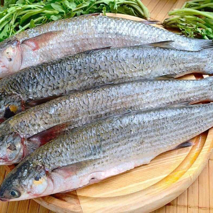 60m Floating Multi Mono Mullet Special
