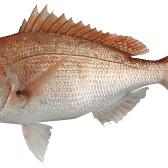 Maximize Your Catch with the 5.5 Inch Snapper Mesh 0.6mm fish showcasing great catch potential.