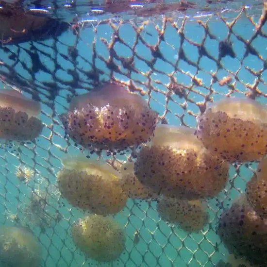 Jelly Fish Net Guide with jellyfish caught in a net underwater, showcasing expert tips and uses.