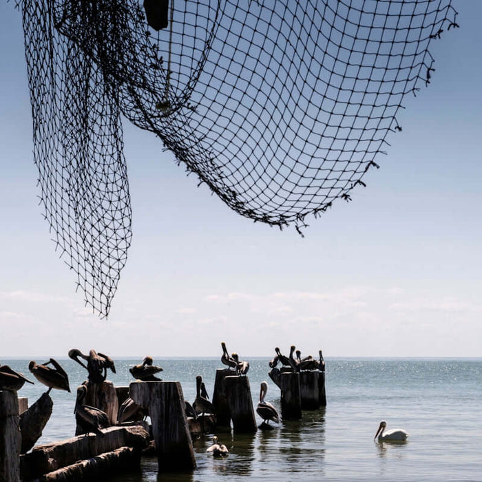 Unslung Mesh for Fishing in New Zealand's Waters with pelicans resting on pilings near the shore.