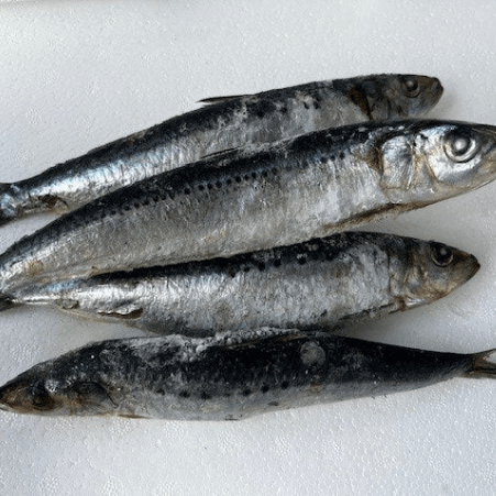 Fresh sardines ready for use as bait for fishing in New Zealand, showcasing bait & bait storage in New Zealand.