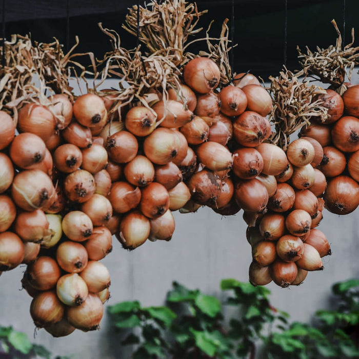 The Evolution and History of CRC Products in the Market - hanging onions ready for harvest