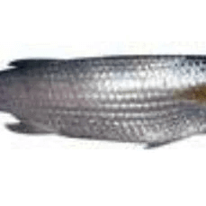 Recreational Mullet Fishing Net