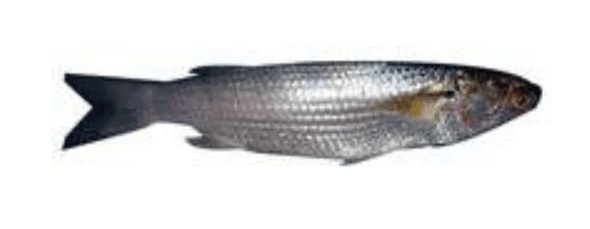 Recreational Mullet Fishing Net