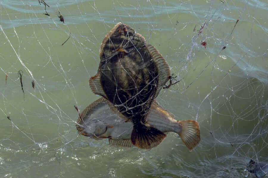 Customary Fishing Nets and Fishing Info showcasing fish caught in a net on the water surface.