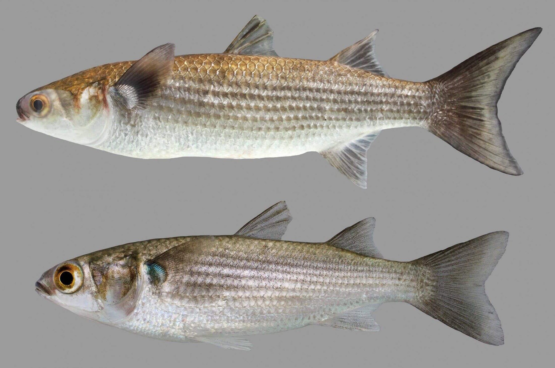 Feed the Family NZ made Mullet Nets showcasing two mullet fish on a gray background.
