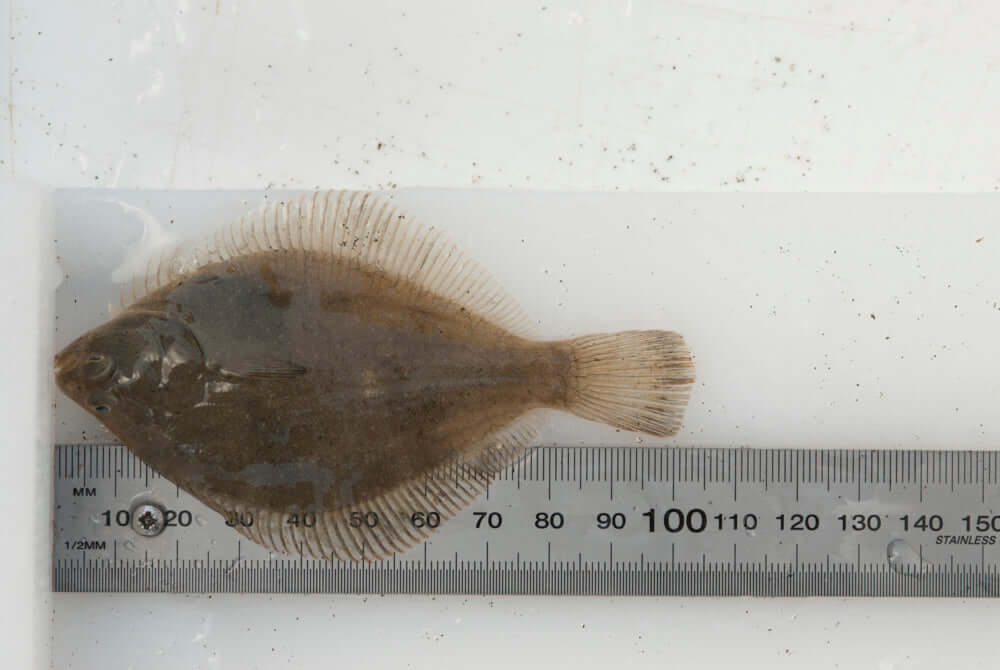 West Coast Flounder measured on a ruler, showcasing its flat body and fins.