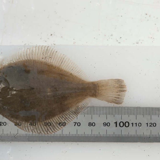 West Coast Flounder measured on a ruler, showcasing its flat body and fins.