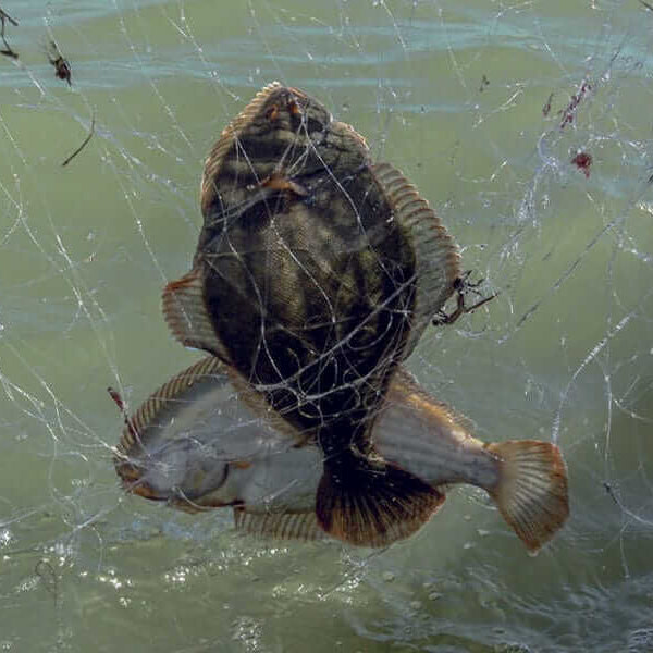 Flounder Drag Net Mesh 4-34 inch 210d 18ply with flounder caught in the net, demonstrating effective fishing gear.