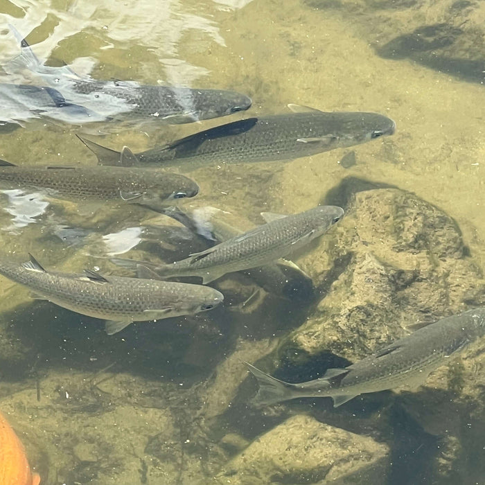 Mullet Fishing in New Zealand: a school of mullet swimming in shallow waters over rocks.