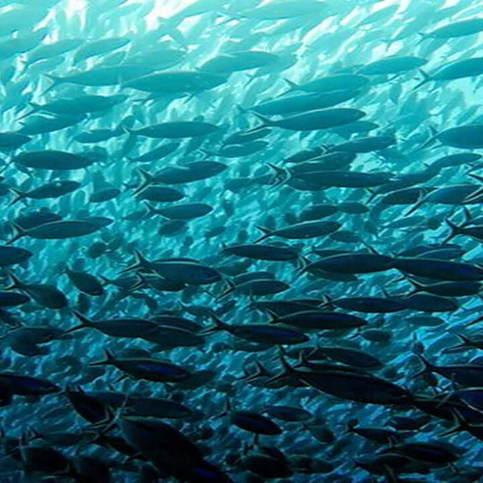 Large Fish Netting Guide: Expert Techniques for 2026