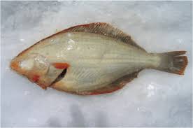 Flounder Fishing in NZ catch of a fresh flounder on ice, ready for family fun and seafood meals.