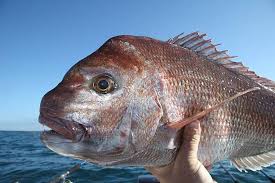 Buy NZ-Made Fishing Nets to catch snapper in New Zealand waters.