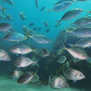 How to Choose the Right Fishing Net Mesh Size in New Zealand with fish swimming underwater.