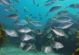 How to Choose the Right Fishing Net Mesh Size in New Zealand with fish swimming underwater.