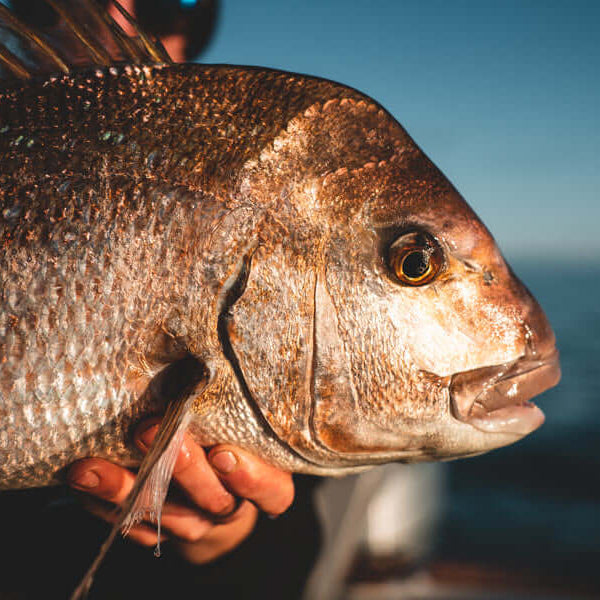 Exploring the Benefits of 5.5 inch Snapper Mesh 0.6mm x 140mm x 25md for Modern Fishing Techniques