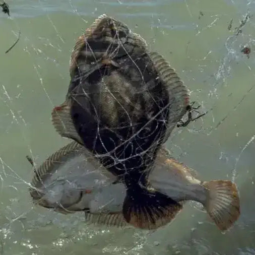 Flounder Nets Fishing Info May 2023 showcasing flounders caught in a net at the water's surface.