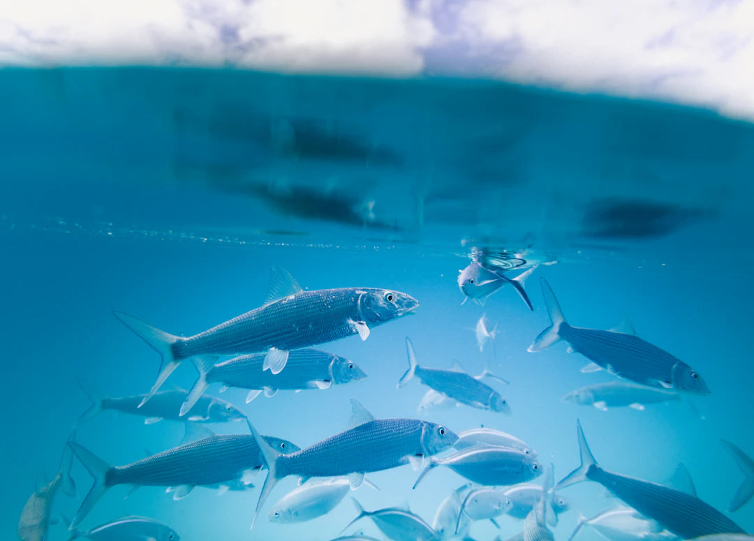 Sustainable Fishing Practices Protecting Our Oceans