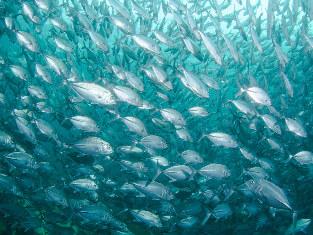Unlocking Fish Behavior Your Guide to Thriving on the Water