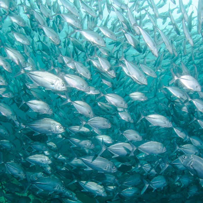 Unlocking Fish Behavior Your Guide to Thriving on the Water