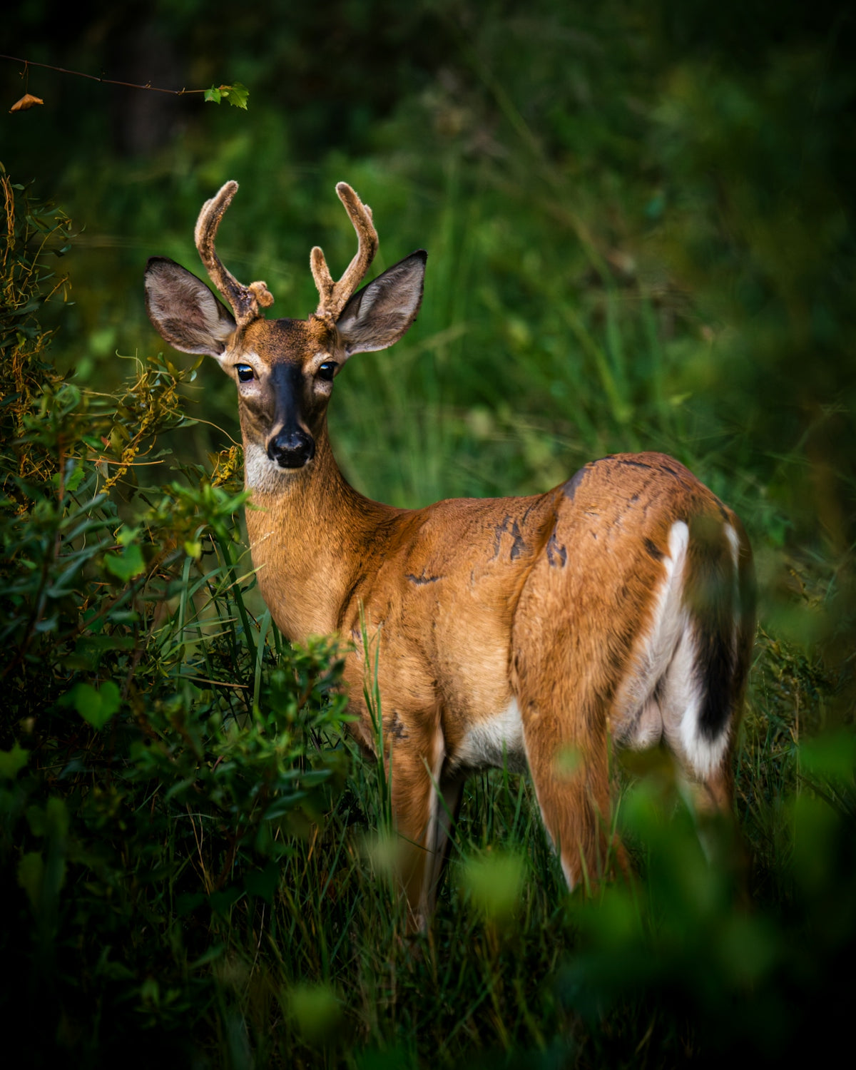 A young buck with velvet antlers in green foliage