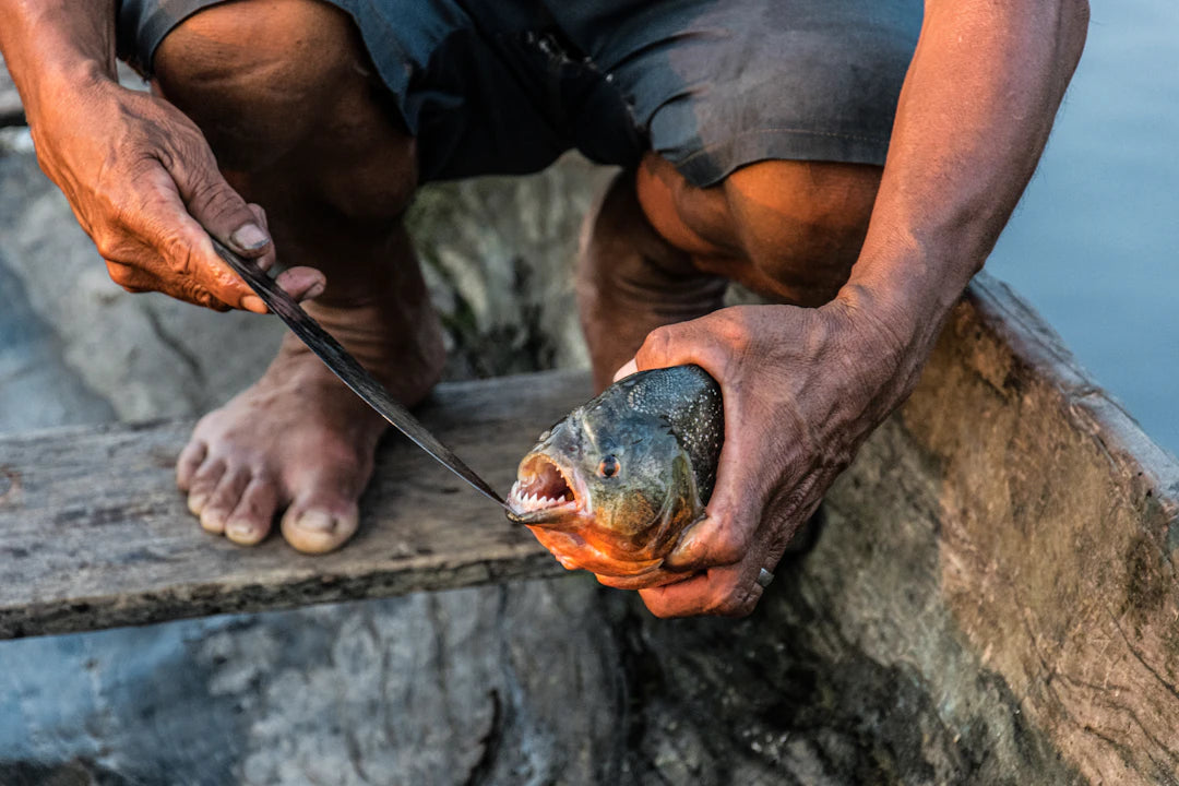 Precision Fishing Knives for Expert Filleting