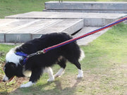 LARGE BLUE&RED Strong Dog Leash Climbing Rope Threaded Pet Training – view 6