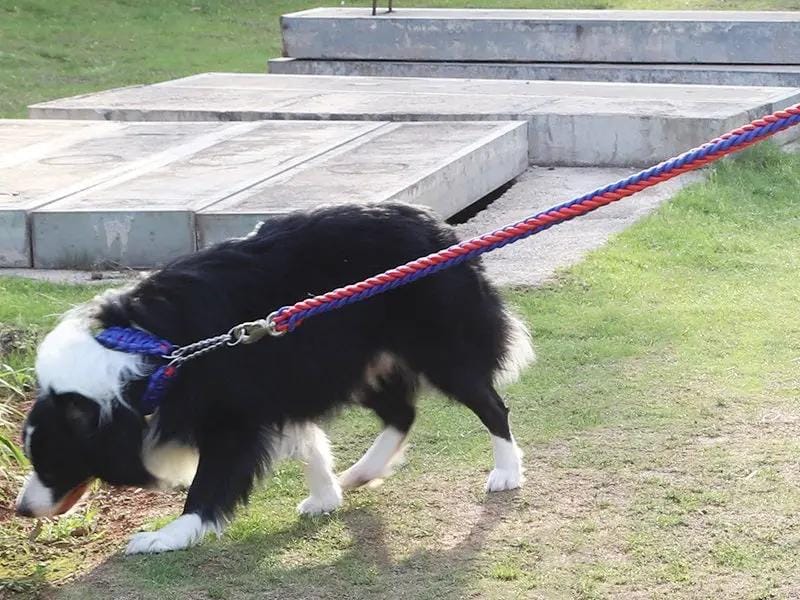 LARGE BLUE&RED Strong Dog Leash Climbing Rope Threaded Pet Training – view 6