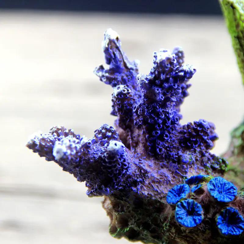 dealonline.co.nz dealonlinenz Fish Tank Decoration 015 Fish Tank Decoration 015