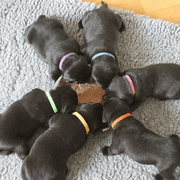 salelink.co.nz Unbranded 12 Colours Pet Whelping ID Collar Bands 12 Colors Whelping ID Collar Bands for Pets