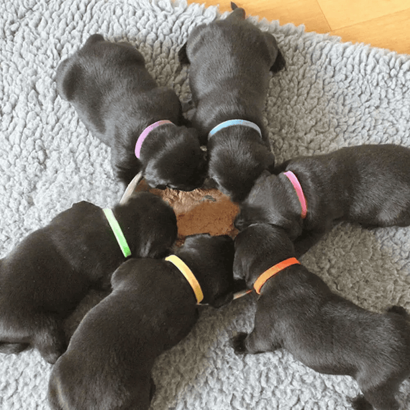 salelink.co.nz Unbranded 12 Colours Pet Whelping ID Collar Bands 12 Colors Whelping ID Collar Bands for Pets
