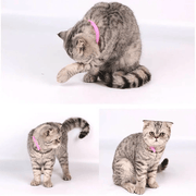 salelink.co.nz Unbranded 12 Colours Pet Whelping ID Collar Bands 12 Colors Whelping ID Collar Bands for Pets