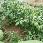 salelink.co.nz Unbranded Plant Support Stake Tomato Cage Plant Support Stake Tomato Cage | Action Outdoors NZ