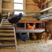 salelink.co.nz Unbranded Chicken Nesting Box with 3 Holes Chicken Nesting Box with 3 Holes | Action Outdoors NZ