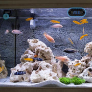 salelink.co.nz Unbranded Digital Aquarium Thermometer Digital Aquarium Thermometer | Action Outdoors NZ