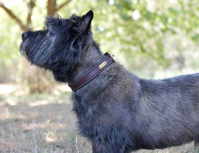 WeatherBeeta Clearance WeatherBeeta Two Toned Leather Dog Collar WeatherBeeta Two Toned Leather Dog Collar