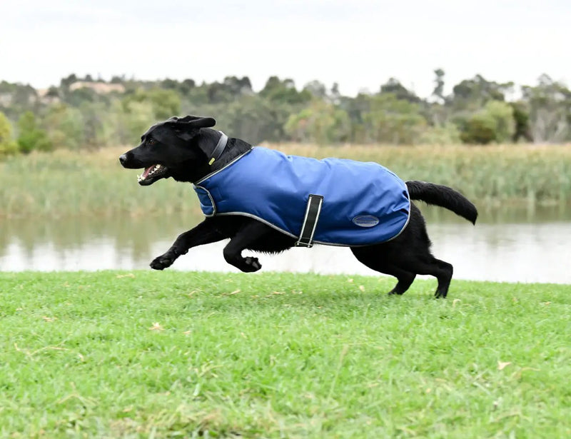 WeatherBeeta Outdoor coats WeatherBeeta ComFiTec Windbreaker Free Dog Coat WeatherBeeta ComFiTec Windbreaker Free Dog Coat