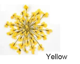 Real Dried Flower - Lace Flower, Snow Bead Flower – view 1