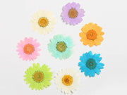 Resin Art NZ Real Dried Flower Real Dried Flower - Chrysanthemum - White Real Dried Flower - Chrysanthemum - White - NZ