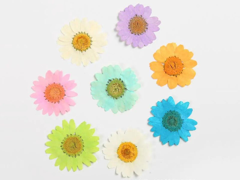 Resin Art NZ Real Dried Flower Real Dried Flower - Chrysanthemum - White Real Dried Flower - Chrysanthemum - White - NZ