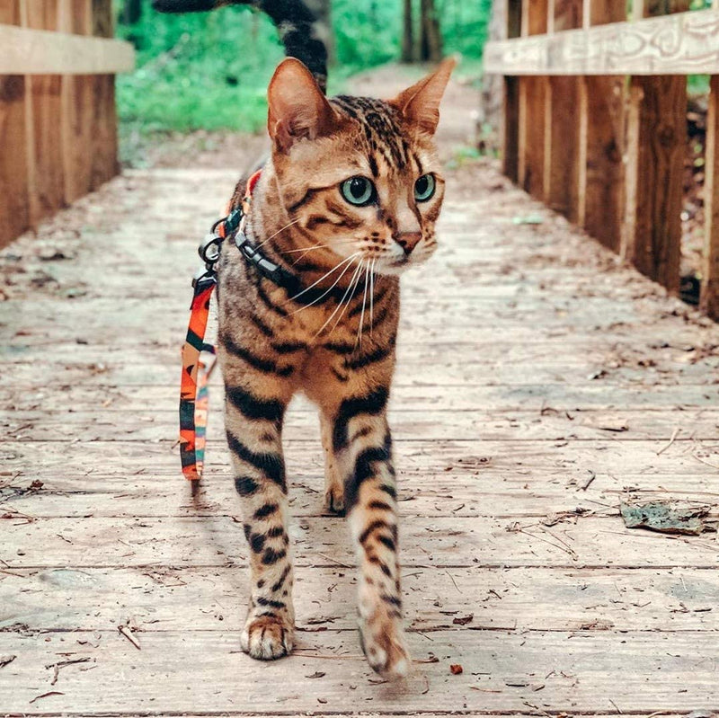 Pidan New Zealand Outing Pidan Cat Leash and Harness Set Adjustable H Style for Safe Walks Pidan Cat Leash And Harness Set H Style For Walks