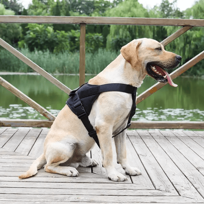 LARGE-BLACK Dog Harness Set Pet Adjustable Chest Strap Walking Collar Vest – view 1