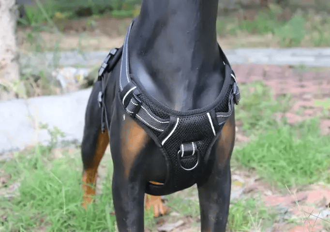 M-BLACK Dog Harness Set Pet Adjustable Chest Strap Walking Collar Vest – view 3