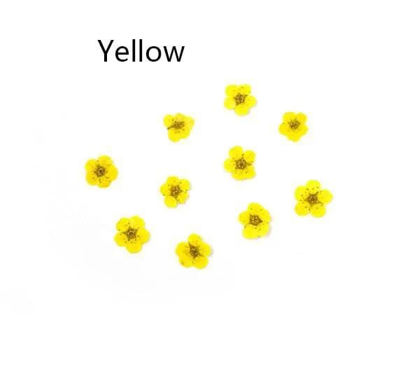 Resin Art NZ Dried Flower Real Dried Flower -  Small Daffodil Real Dried Flower -  Small Daffodil | NZ