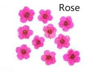 Resin Art NZ Dried Flower Real Dried Flower -  Small Daffodil Real Dried Flower -  Small Daffodil | NZ