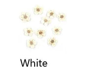 Resin Art NZ Dried Flower Real Dried Flower -  Small Daffodil Real Dried Flower -  Small Daffodil | NZ