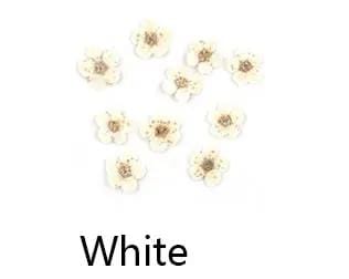 Resin Art NZ Dried Flower Real Dried Flower -  Small Daffodil Real Dried Flower -  Small Daffodil | NZ