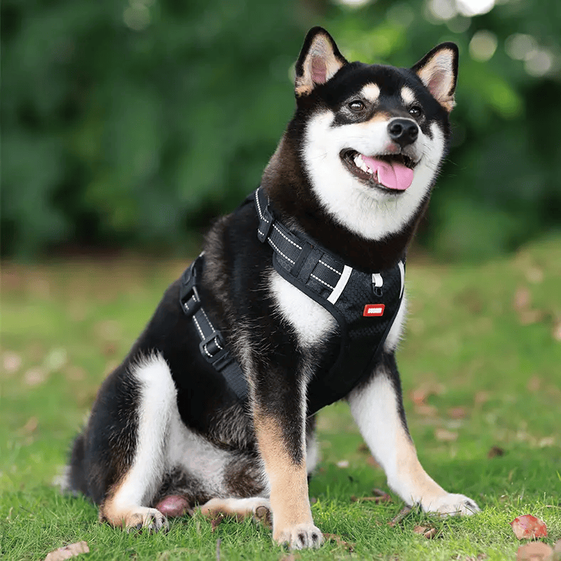 Dog Harness Set Pet Adjustable Chest Strap Walking Collar Vest – view 2