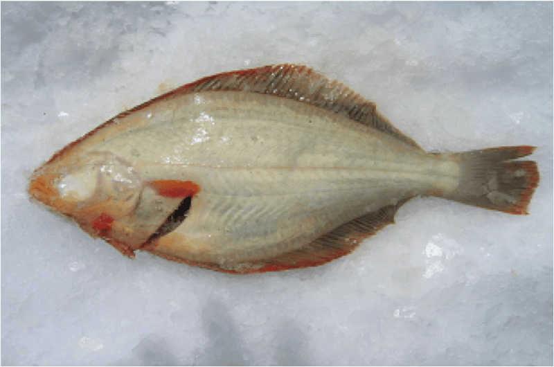 Flounder Net Floating Top Rope Mono Mesh 20m 30m 40m & 60m - Flounder on ice for fresh seafood preparation.