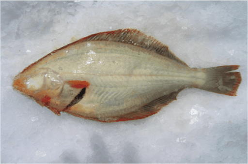 Flounder Net Floating Top Rope Mono Mesh 20m 30m 40m & 60m - Flounder on ice for fresh seafood preparation.